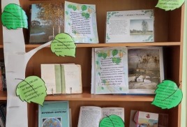 Краса России - белая береза